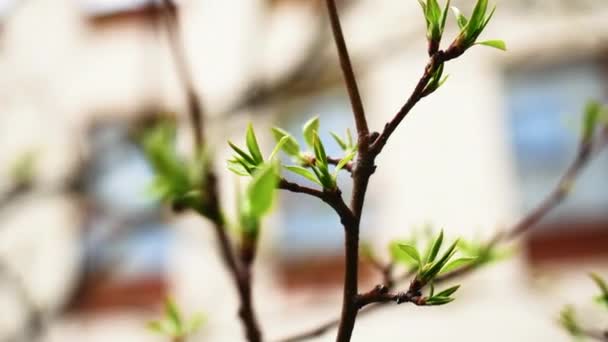 Zbliżenie Młodych Drzew Zielonych Liści Wiosenny Dzień Materiał Filmowy Gałąź — Wideo stockowe