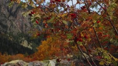 Dağlarda güzel bir sonbahar ağacı. Yaratıcı. Sonbahar ormanı ve kayalık dağın arka planında Rowan ağacı. Sonbahar yapraklı dağ bitkileri.