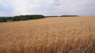 Doğal altın buğday tarlasının havadan görünüşü. Medya. Çiftlik arazisi ve tarım kavramı, doğa kırsal alan