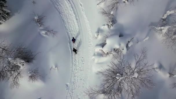 冬の森を歩いている人々の空中上下の景色 クリップ ハイキングとアクティブライフスタイルのコンセプト — ストック動画