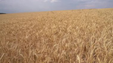 Kulakların manzarası çok güzel. Medya. Yaz tarlasında buğday kulakları manzarası. Bulutlu yaz gününde ufukta darı tarlası kulakları belirecek.