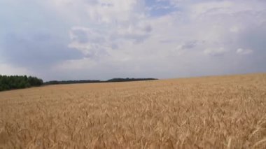 Kulakların manzarası çok güzel. Medya. Yaz tarlasında buğday kulakları manzarası. Bulutlu yaz gününde ufukta darı tarlası kulakları belirecek.