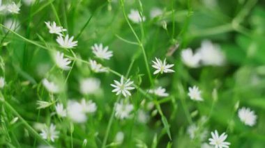 Küçük beyaz çiçekli yeşil çimenler. Kavram. Rüzgarda sallanan küçük bitkiler. Yüksek kalite 4k görüntü