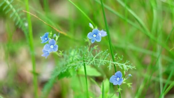 Piękna Zielona Trawa Dzikimi Niebieskimi Kwiatami Zielonym Tle Łąki Koncepcja — Wideo stockowe