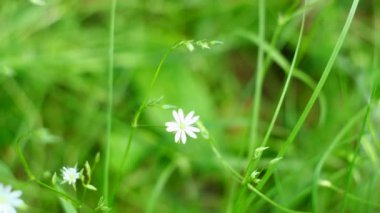 Yeşil sulu çimenleri ve küçük beyaz çiçekleri kapatın. Kavram. Güzel yaz çayırları Bir yaz günü 