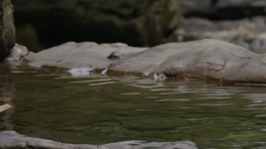 Romantik göl ve kayalar. Yaratıcı. Ormanın içindeki küçük bir gölün güzel yeşil suyu.