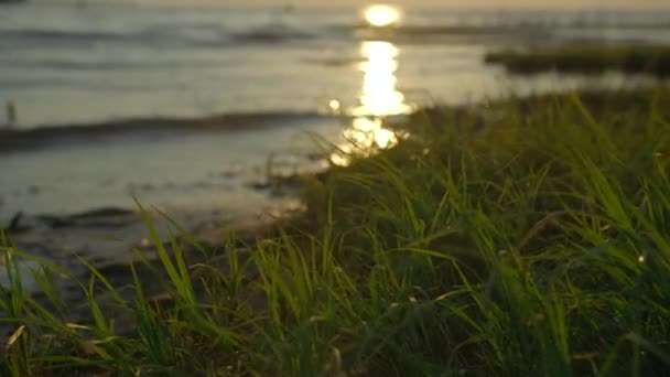 Blisko Brzegu Rzeki Zielonej Trawy Kreatywny Słońce Odbite Powierzchni Wody — Wideo stockowe