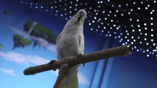 Papagaio Branco Ramo Clipe Papagaio Branco Actua Circo Papagaio Exótico — Vídeo de Stock