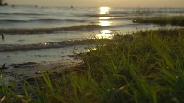 Nehir Kıyısını Yeşil Çimenleri Kapatın Yaratıcı Güneş Yüzeyine Yansıyor — Stok video