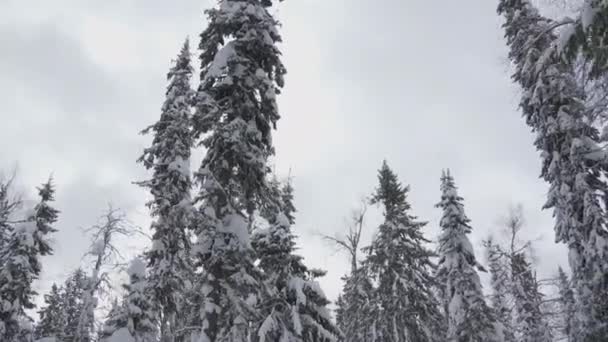 Gyönyörű Téli Táj Karácsonyfákkal Felhős Napon Csípés Keresztül Téli Erdőn — Stock videók