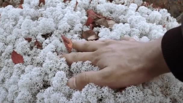 ホワイトデリケートな花 クリップ 明るい色に優しく触れる大きな手 高品質のフルHd映像 — ストック動画