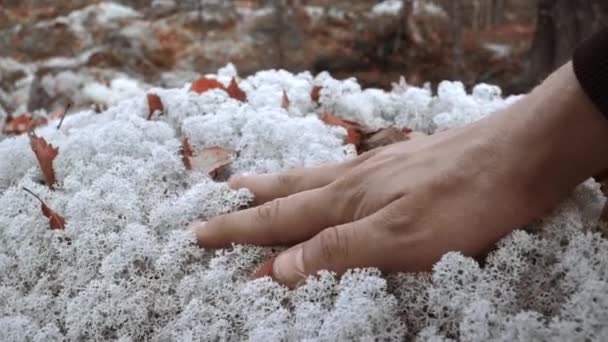 ホワイトデリケートな花 クリップ 明るい色に優しく触れる大きな手 高品質のフルHd映像 — ストック動画