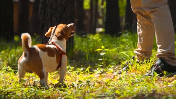 Muy Lindo Cachorro Jack Russell Terrier Rodeado Por Hierba Parque — Vídeos de Stock