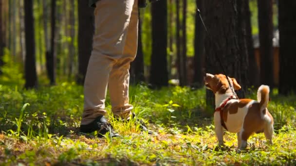 Walking Dog Forest Summer Sunny Day Stock Footage Active Lifestyle — Stock Video