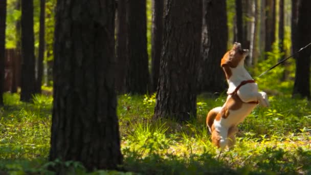 Green Summer Forest Happy Jack Russell Leash Its Owner Stock — Stock Video