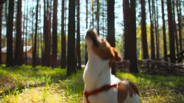 鲁塞尔在夏天的森林里玩得很开心 库存录像 阳光灿烂的日子里可爱的狗的训练过程 — 图库视频影像