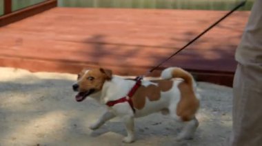 Köpek Jack Russell Terrier tasmayla yürüyor. Stok görüntüleri. Genç adam evcil hayvanıyla şehir parkında yürüyor.