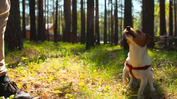 Jack Russell Terrier Bawiący Się Letnim Lesie Materiał Filmowy Proces — Wideo stockowe