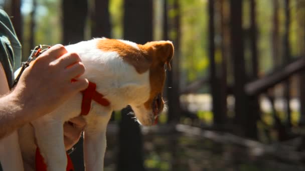 Proprietário Segurando Acariciando Lindo Cão Bonito Imagens Stock Homem Terrier — Vídeo de Stock