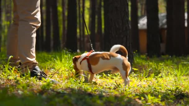 非常可爱的小狗杰克罗素特里耶被公园里的草包围着 库存录像 在树林里用皮带牵着狗 — 图库视频影像