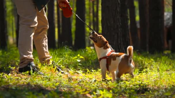 Wandelen Met Een Hond Een Bos Een Zonnige Zomerdag Voorraadbeelden — Stockvideo