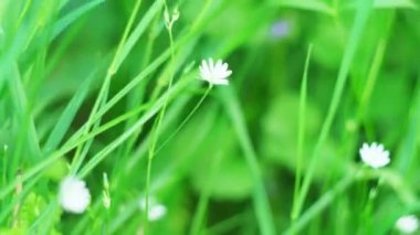 Yeşil çimenlikteki beyaz yabani çiçek. Kavram. Beyaz çiçek yaz günü rüzgarda sallanır. Beyaz çiçek çimenlerde hareket ediyor.. 