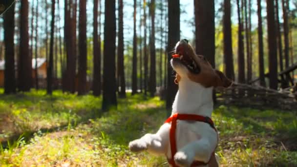 Pies Stoi Tylnych Nogach Obserwuje Rękę Jedzeniem Materiał Filmowy Cute — Wideo stockowe