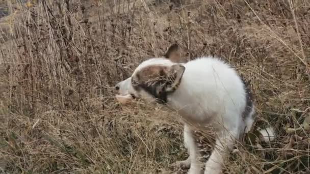 Bezdomny Pies Relaksujący Się Suchym Polu Kreatywny Cute Zabłąkany Pies — Wideo stockowe