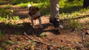 Orman yolunda koşan tasmalı mutlu aktif bir köpek. Stok görüntüleri. Genç bir adam Jack Russell teriyeriyle yürüyor. 