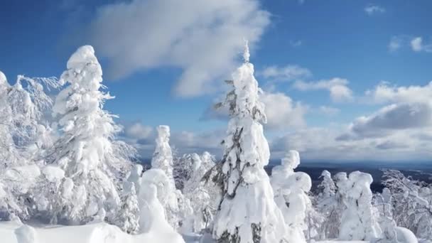 Vista Inferior Del Cielo Nublado Azul Brillante Bosque Invierno Congelado — Vídeos de Stock