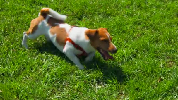 Dog Tumbling Grass Stock Footage Dog Happily Lying Grass Sunny — Stock Video