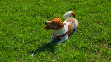 Köpek çimlerin üzerinde yuvarlanıyor. Stok görüntüleri. Köpek güneşli yaz gününde çimenlerde mutlu bir şekilde uzanıyor. Köpek yazın yeşil çimlerde yuvarlanırken eğleniyor.. 