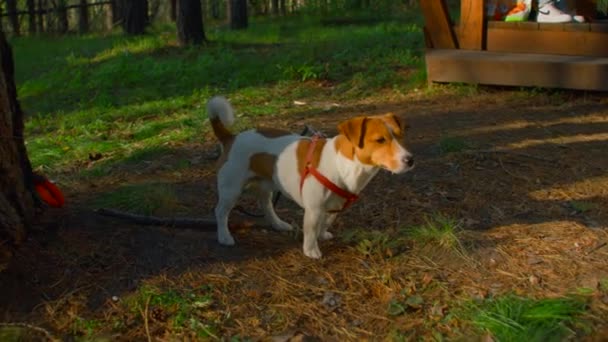 Close Cão Trela Pela Árvore Imagens Stock Jack Russell Terrier — Vídeo de Stock