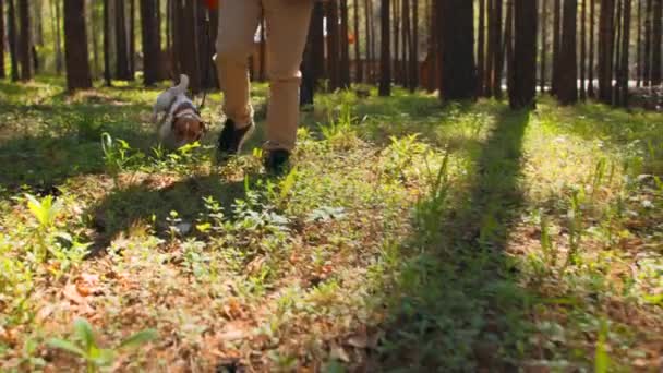 男は森に飛び出して犬と散歩する ストック映像 人間は森で草を食べる犬を散歩する 犬は晴れた夏の日に森を散策しながら草を食べる — ストック動画