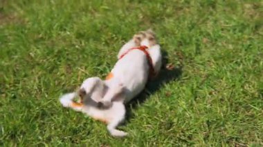Köpek yeşil çimlerin üzerinde takla atıyor. Stok görüntüleri. Jack Russell Terrier yazın yalan söyler ve çimlerin üzerinde döner. Köpekler güneşli yaz gününde yeşil çimlerde mutlu bir şekilde dönüyorlar.. 