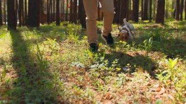 Ormanda tasmalı bir köpekle dolaşan bir adam. Stok görüntüleri. İnsan ormanda ot yiyen köpeği gezdirir. Güneşli bir yaz gününde ormanda yürürken köpek ot yer..