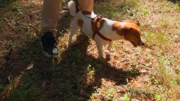 Cão Está Aos Pés Homem Floresta Filmagem Estoque Dog Fica — Vídeo de Stock