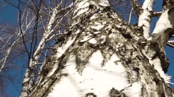 霜冻的光秃秃的树枝映衬着蓝天 冬季或秋季背景 有桦树林 — 图库视频影像