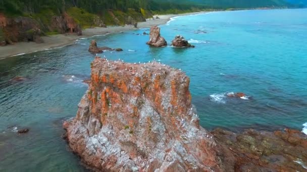 Κάτοψη Του Γκρεμού Ένα Σμήνος Γλάρους Κλιπ Άγρια Ακτή Θαλάσσια — Αρχείο Βίντεο