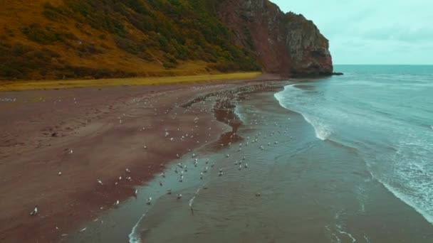 Κάτοψη Των Γλάρων Στην Ακτή Βουνά Κλιπ Άγρια Παραλία Στη — Αρχείο Βίντεο