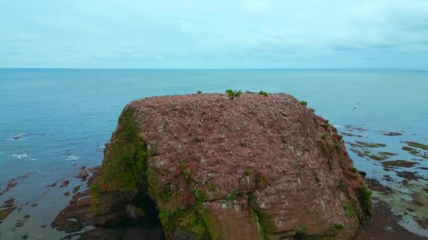 有海鸥住房的海岩 在海平线的背景上俯瞰着有海鸥飞翔的海悬崖 海洋中岩石和海鸥的电影视图 — 图库视频影像