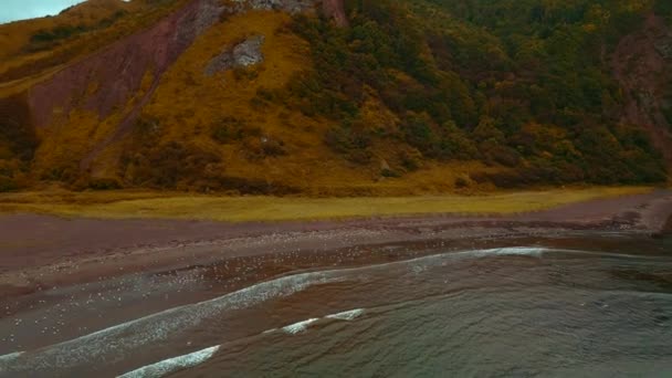 岩山のある野生の海岸のトップビュー クリップ 素晴らしい山の背景にある海岸のシーガルの群れ — ストック動画