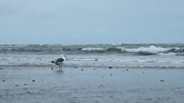 Martı deniz kıyısında duruyor. Şarjör. Yalnız martı bulutlu bir günde deniz kıyısında duruyor.. 