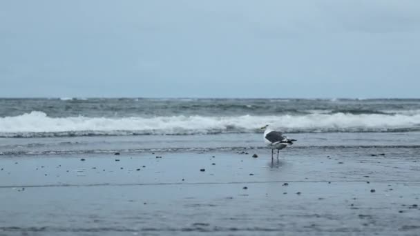 Seagull Stands Seashore Clip Lonely Seagull Stands Seashore Cloudy Day — Stock Video