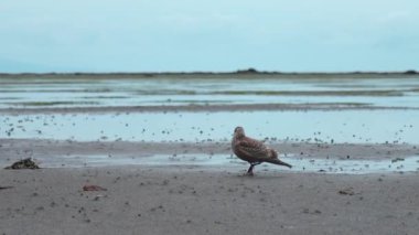 Bulutlu bir günde deniz kıyısında güzel bir martı. Şarjör. Kumlu deniz kıyısında kahverengi benekli martı. Martı deniz kıyısında yürüyor. 