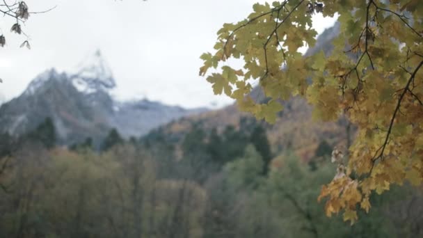 Hoge Bergen Bedekt Met Sneeuw Achter Boomtakken Creatief Gele Herfstbladeren — Stockvideo