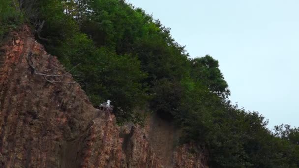 Gaviota Está Sentada Roca Con Arbustos Verdes Clip Gaviota Sienta — Vídeo de stock
