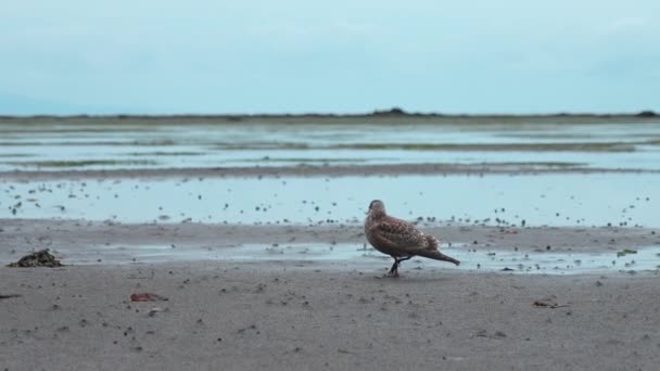 曇った日の海岸で美しい海底 クリップ ブラウンはサンディー海岸のシーガルをかぶった シーガルは海岸を歩く — ストック動画