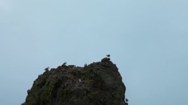 Martılar deniz uçurumundan uçar. Şarjör. Arka planda bulutlu gökyüzünde kayadaki güzel martı sürüsü. Bulutlu bir havada yamaçtan uçan martı sürüsü.. 