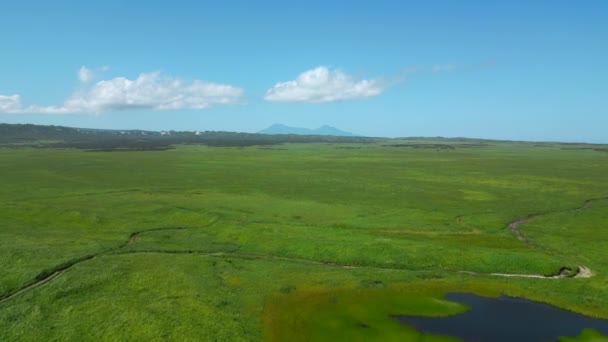 Drone Voando Sobre Prado Suculento Verde Durante Dia Verão Clipe — Vídeo de Stock